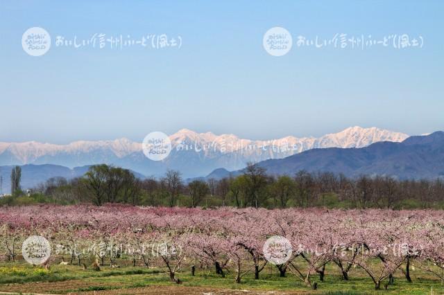 千曲川河川敷のももの花