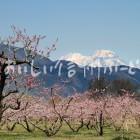 千曲川河川敷のももの花