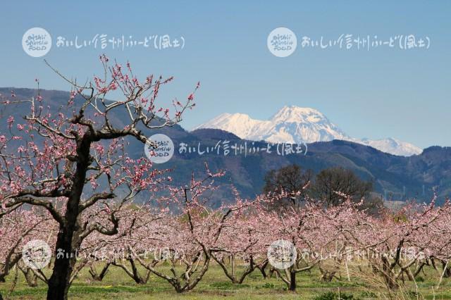 千曲川河川敷のももの花