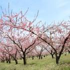 千曲川河川敷のももの花