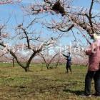 千曲川河川敷のももの花（川中島白桃の花付け作業）