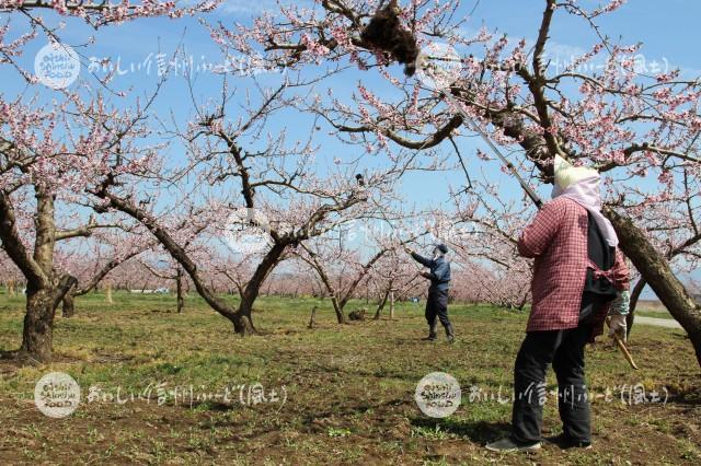 千曲川河川敷のももの花（川中島白桃の花付け作業）