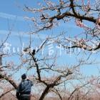 千曲川河川敷のももの花（川中島白桃の花付け作業）