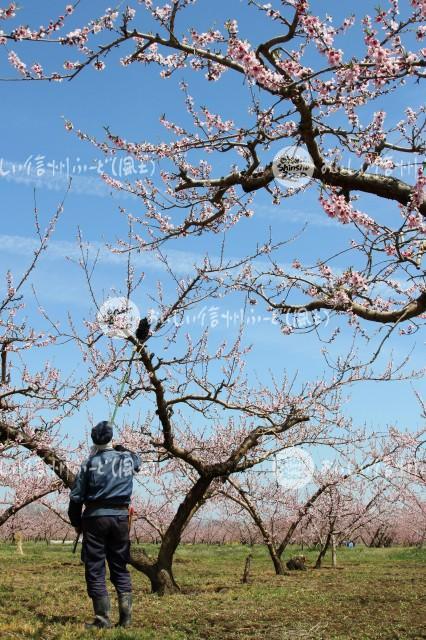 千曲川河川敷のももの花（川中島白桃の花付け作業）