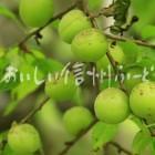 天龍村のうぐす梅園の梅