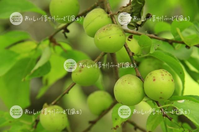 天龍村のうぐす梅園の梅