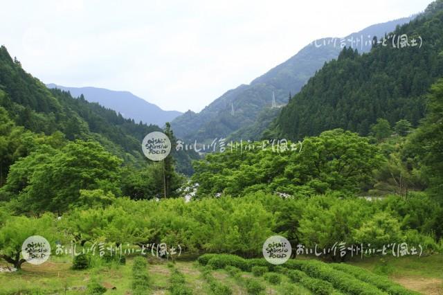 天龍村のうぐす梅園の梅