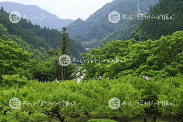 天龍村のうぐす梅園の梅