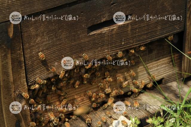 蜜蜂・養蜂場