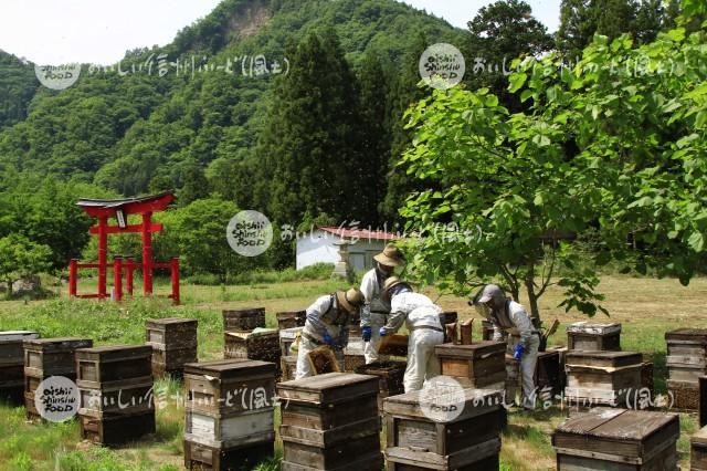 蜜蜂・養蜂場