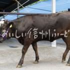 木曽牛（長野県中央家畜市場）
