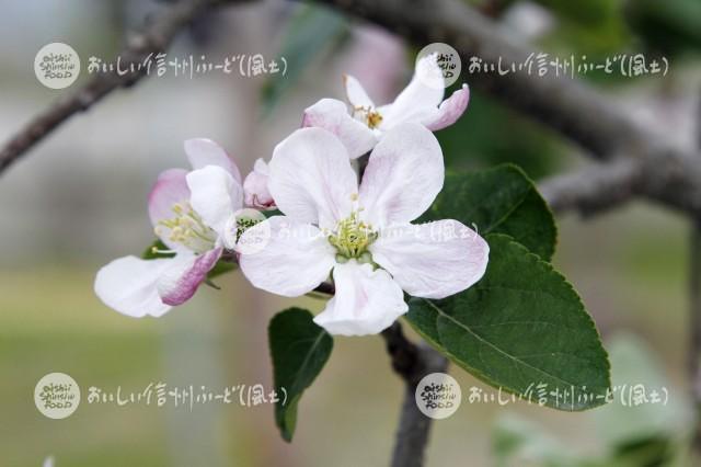 りんごの花（シナノゴールド）