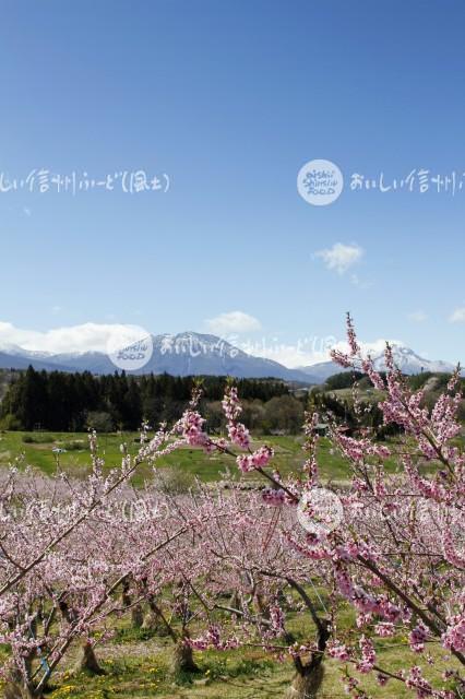 ももの花（飯綱町・丹霞郷）