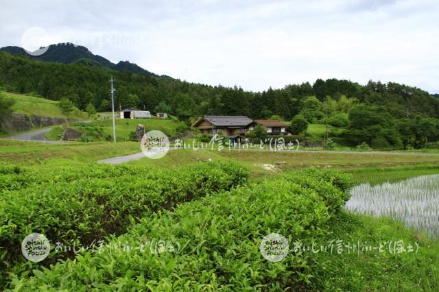 南木曽町田立の管理された山間地の水田と農村集落