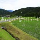 南木曽町田立の管理された山間地の水田と農村集落