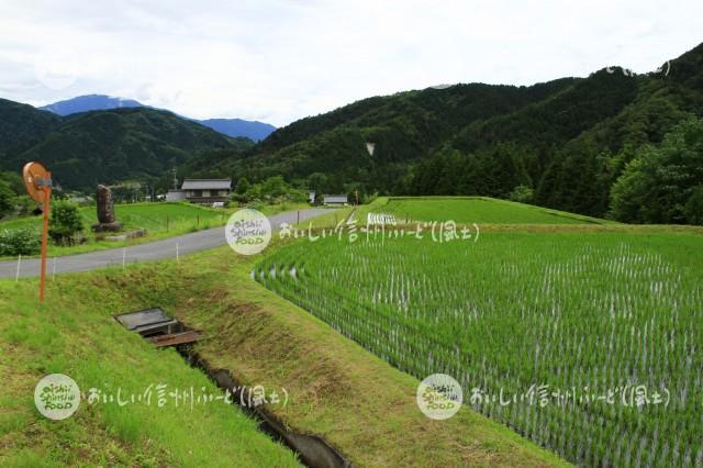 南木曽町田立の管理された山間地の水田と農村集落