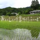 南木曽町田立の管理された山間地の水田と農村集落