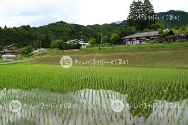 南木曽町田立の管理された山間地の水田と農村集落