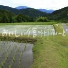 南木曽町田立の管理された山間地の水田と農村集落