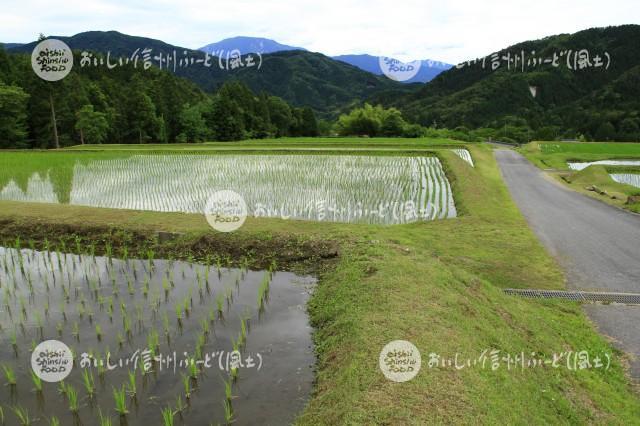 南木曽町田立の管理された山間地の水田と農村集落