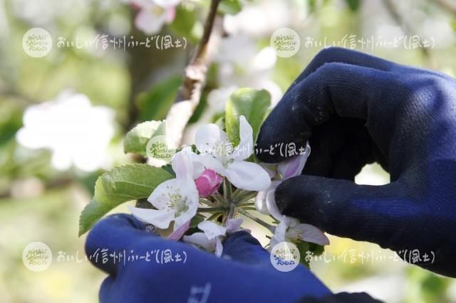 りんごの花（秋映・摘花作業）