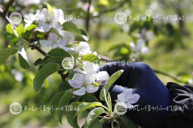 りんごの花（秋映・摘花作業）