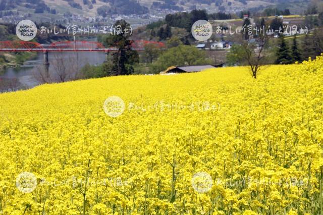 素材id 494 菜の花 飯山市 菜の花公園 おいしい信州ふーど Pr素材データベース