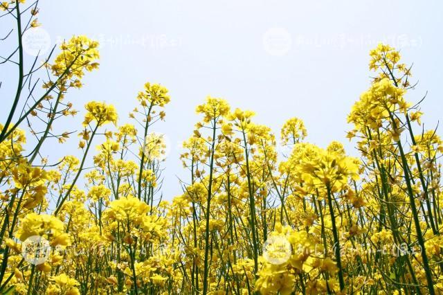 菜の花（飯山市・菜の花公園）