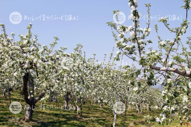 りんごの花（豊野町のりんご畑）