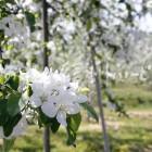 りんごの花（豊野町のりんご畑）