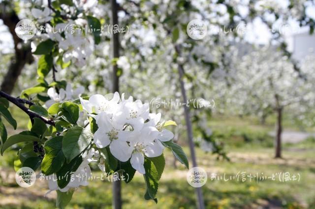 りんごの花（豊野町のりんご畑）