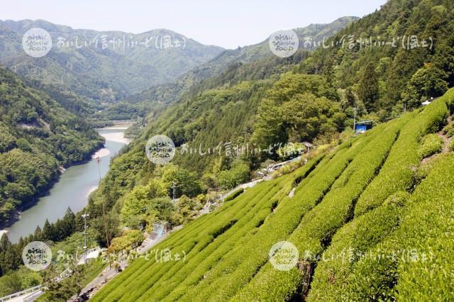 天龍村の茶畑