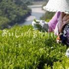 天龍村の茶畑（茶摘み作業）