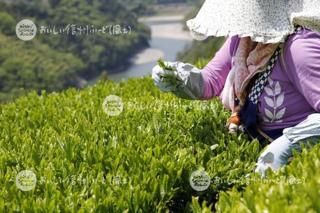 天龍村の茶畑（茶摘み作業）