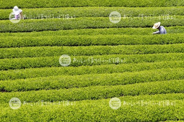 天龍村の茶畑