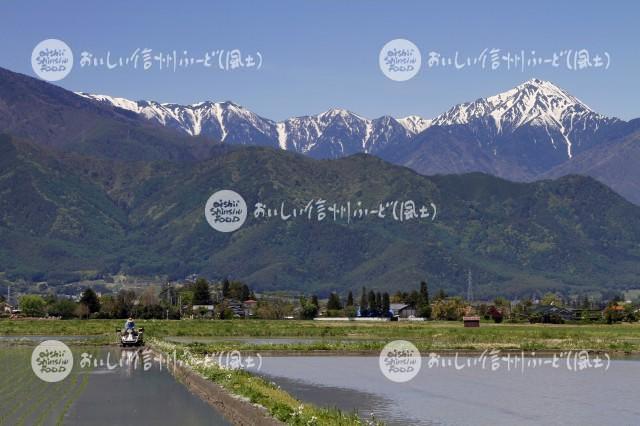 安曇野市・拾ヶ堰公園付近の田園風景（田植え）