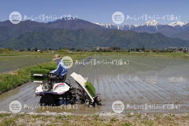 安曇野市・拾ヶ堰公園付近の田園風景（田植え）