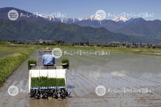 安曇野市・拾ヶ堰公園付近の田園風景（田植え）