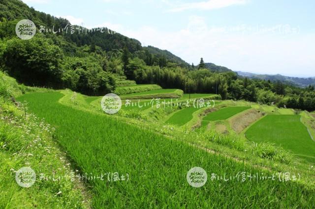 中川村飯沼地区の棚田