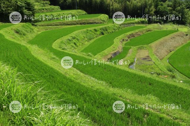 中川村飯沼地区の棚田