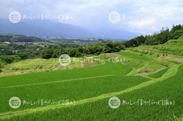 中川村飯沼地区の棚田