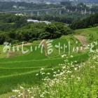 中川村飯沼地区の棚田