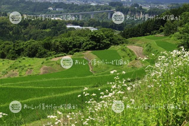 中川村飯沼地区の棚田