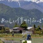 安曇野市・拾ヶ堰公園付近の田園風景（田植え）