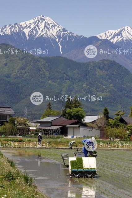 安曇野市・拾ヶ堰公園付近の田園風景（田植え）