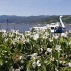 マルメロの花と諏訪湖