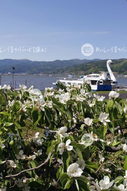 マルメロの花と諏訪湖