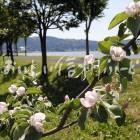 マルメロの花と諏訪湖