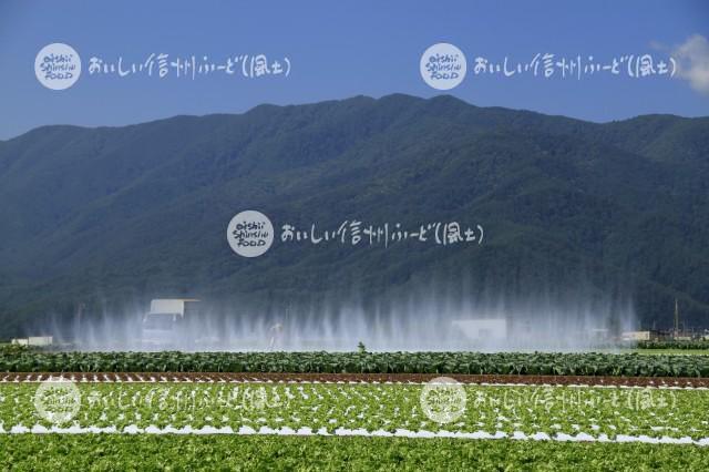 朝日村から洗馬にかけてのレタス畑（灌水風景）