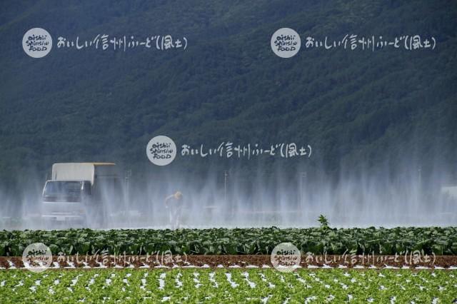 朝日村から洗馬にかけてのレタス畑（灌水風景）